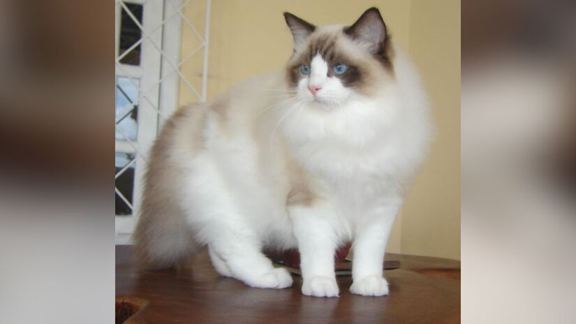 O nome ragdoll significa "boneca de pano"  uma referência ao hábito curioso dessa raça de relaxar completamente quando é pega no colo. Foto: Wikimedia Commons