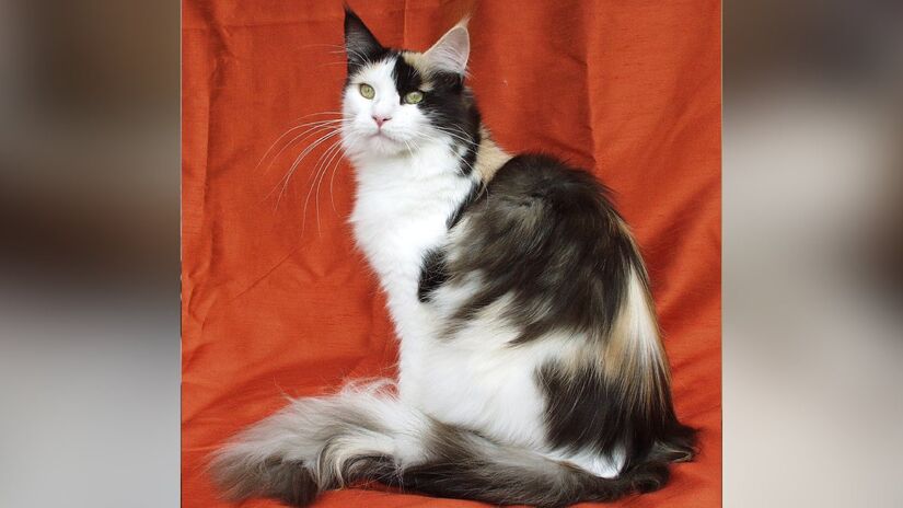 Entre as raças domésticas, o maine coon impressiona pelo porte. Pode ultrapassar 10 quilos e chegar a quase um metro de comprimento, incluindo a cauda. Foto: Wikimedia Commons