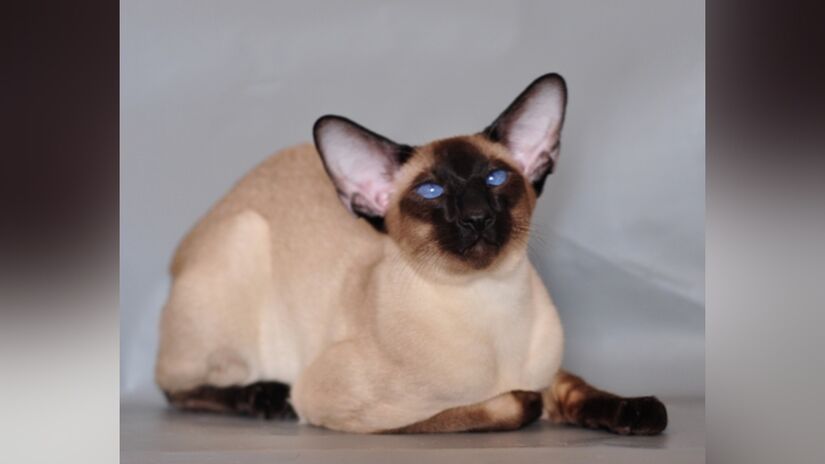 Dono de olhos azuis intensos e miado inconfundível, o siamês é um dos gatos mais conhecidos e tradicionais do país. Originário da Tailândia, possui pelagem curta e padrão "colorpoint", com corpo claro e extremidades escuras. Foto: Wikimedia Commons