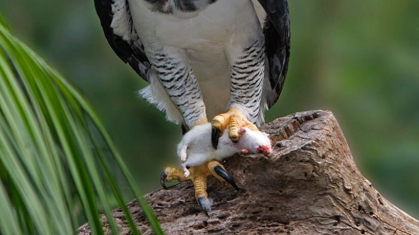 Suas garras são as maiores dentre todas as aves, chegando a nove centímetros. Imagem: birdphotos.com/Wikimedia Commons