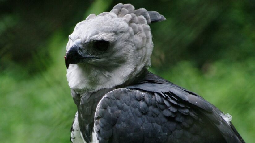 Um exemplar dessa ave imponente vive no zoológico de São Paulo. Imagem: guilherme jofili/Wikimedia Commons