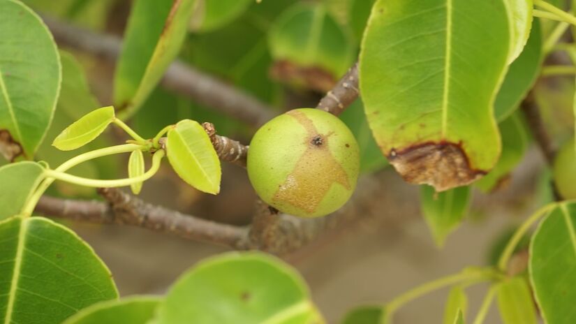 Conhecida como a "Árvore da Morte", a mancenilheira (Hippomane mancinella) carrega o título no Guinness World Records de fruta mais perigosa do mundo. Foto: Reprodução/Wikimedia Commons