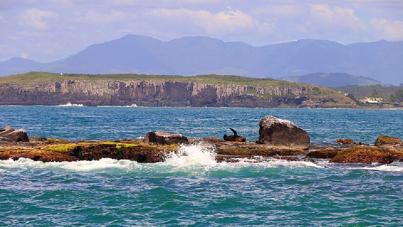 Ilha é ponto de econtro de leões marinhos. Imagem: Andrea Hilgert/Wikimedia Commons