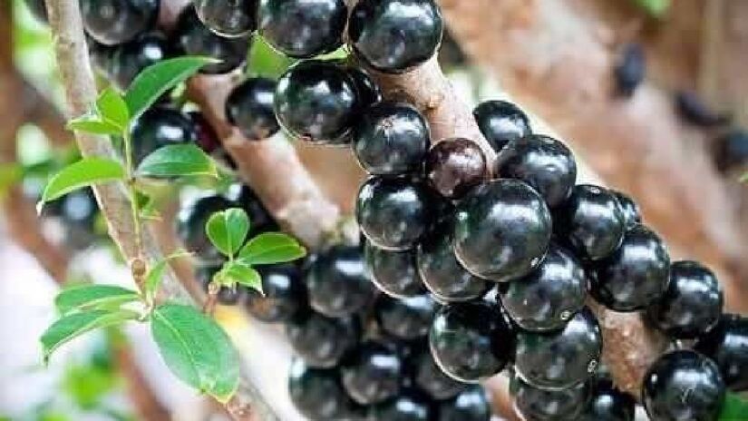 Jabuticaba em tupi significa "frutas em botão". Imagem: Paulo4718/Wikimedia Commons