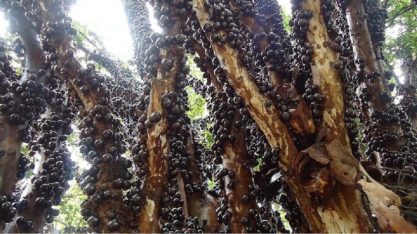 Cidade possui mais de 40 mil pés de jabuticaba. Imagem: ws-tiago/Wikimedia Commons