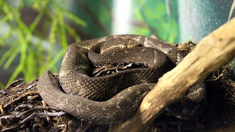 A jararaca-de-alcatrazes mantém características de quando era filhote (Douglas Bete/Wikimedia Commons)