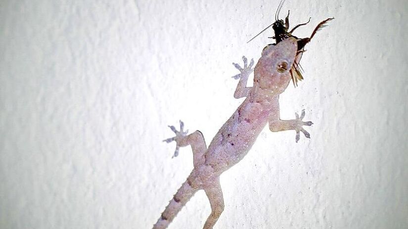 Ela pode te ajudar a manter a casa livre de baratas. Imagem: Greg Schechter/Wikimedia Commons