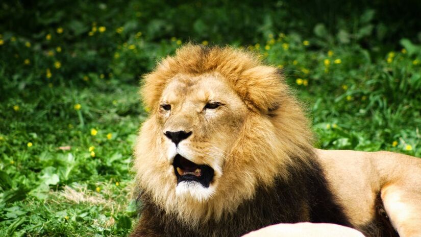 O animal era tratado como cachorro, mas a fuga terminou em tragédia nas ruas da capital goiana