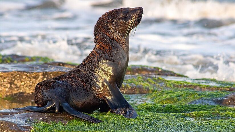 Os animais utilizam a ilha para acasalamento. Imagem: Rafael Mendes Teixeira/Wikimedia Commons
