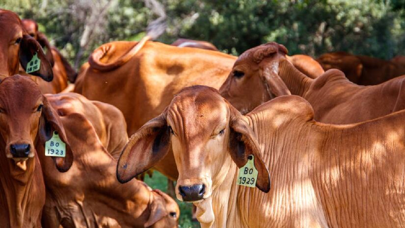 O Mato Grosso é o estado com o maior rebanho bovino, 32,7 milhões de cabeças em 2021 | Freepik
