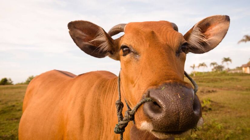 O Brasil é o maior exportador de carne bovina do mundo | Freepik