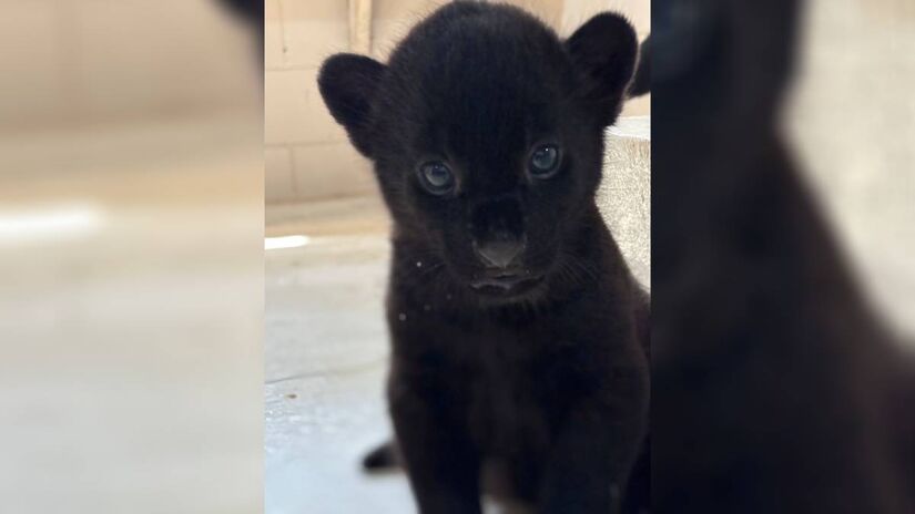 O trio herdou o melanismo de sua mãe | Foto/Divulgação