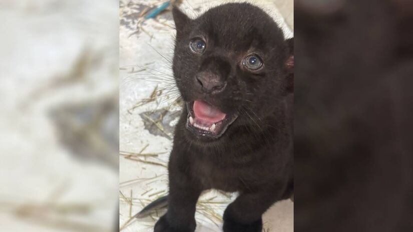 Os filhotes continuam em fase a amamentação | Foto/Divulgação