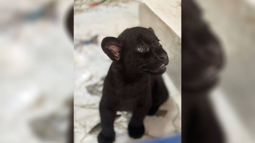 Elas foram batizadas de Baru, Pequi e Tuquinha | Foto/Divulgação