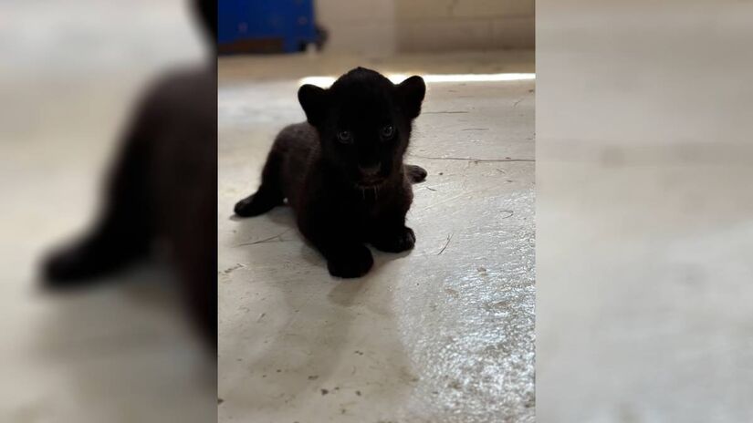 Trio faz parte da subespécie de onças-pintadas do cerrado | Foto/Divulgação