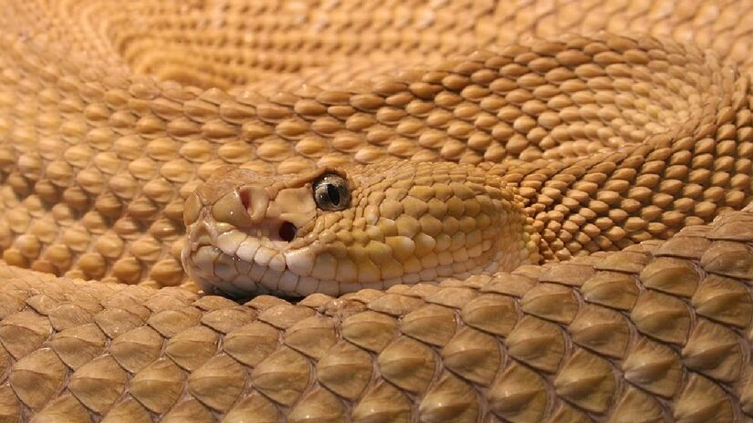 Cascavél do gênero Crotalus / Holger Krisp/Wikimedia Commons
