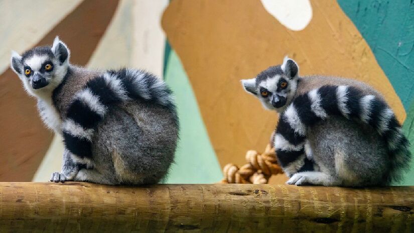 Durante todo o mês de outubro, a entrada será gratuita para crianças acompanhadas de um adulto pagante.
Fotos: Divulgação/Zoo de SP