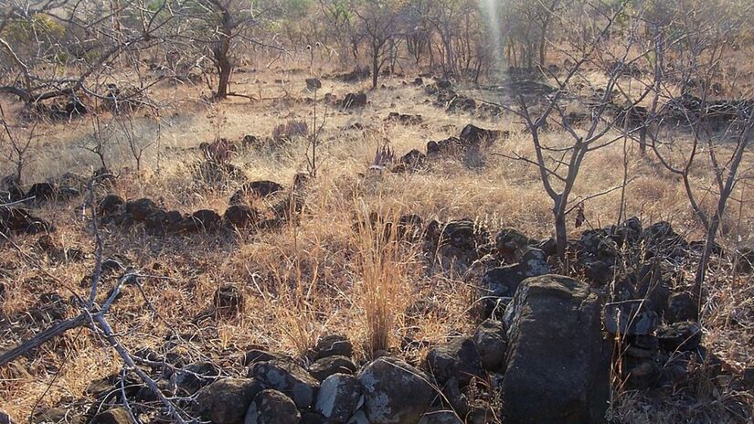 A espécie é originária das Terras Altas Orientais do país africano Zimbábue (Foto: Damien Farrell/Wikimedia Commons)