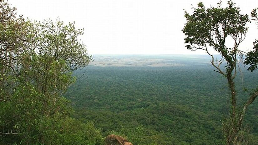 Local é uma das quatro maiores áreas - com mais de 10.000 ha - desse tipo de vegetação no Estado - (Luiz Antonio/Wikimedia Commons)