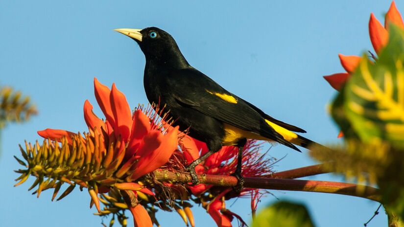 O pássaro na imagem é um Xexéu (Cacicus cela), também conhecido por outros nomes como japiim, japu e joão-conguinho. Esta ave pertence à família Icteridae e é bastante comum nas regiões Norte e Centro-Oeste do Brasil. Foto: Wikimedia Commons