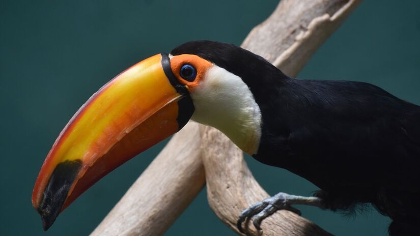 A evolução moldou cada bico para uma função específica.