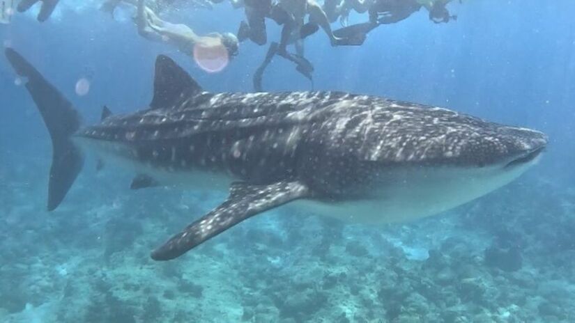 O tubarão-baleia costuma circular a maior parte dos oceanos equatoriais e temperados do mundo (Foto: Novvictan/Wikimedia Commons)