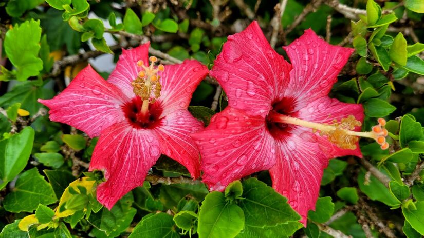 O hibisco é uma das espécies que mais respondem positivamente à poda de outubro (Foto: Pexels)