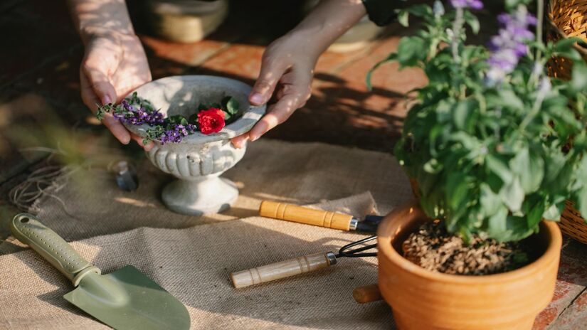 A sálvia também cresce rapidamente na primavera, podendo perder o formato se não for podada (Foto: Pexels)