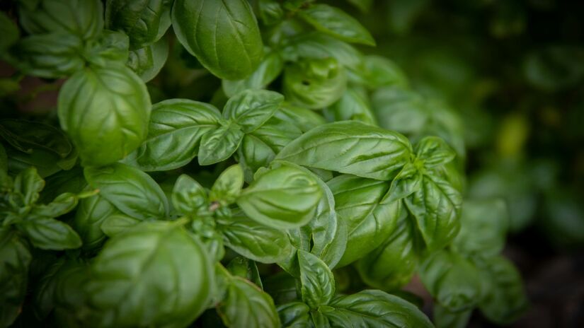 No caso do manjericão, a poda de outubro é essencial para manter o sabor e a aparência da planta (Foto: Pexels)