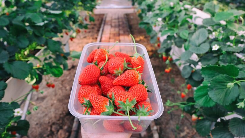 Cortar os estolões redireciona a energia da planta e multiplica a produção de frutos
