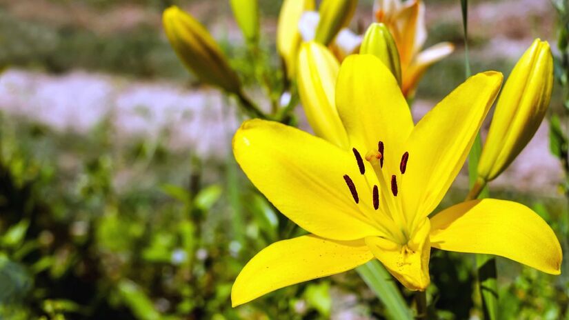 Algumas plantas já estão acostumadas com clima quente e seco e por isso não necessitam serem regadas todos os dias.

Lírio: regar até três vezes na semana. Foto: Pixnio/Couleur