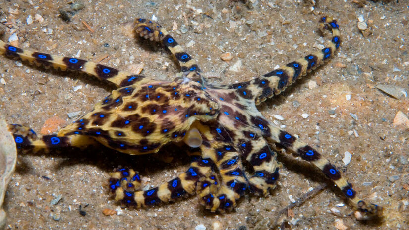 A mordida do animal é quase indolor, mas o veneno age rapidamente, paralisando os músculos e dificultando a respiração. Foto: Wikimedia Commons