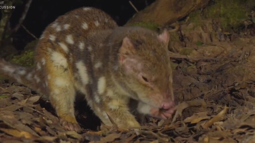 Animal pequeno de nome quoll também é chamado de gato-tigre