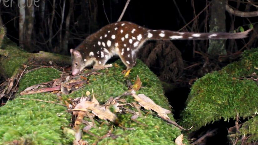 Autoridades ambientais da Austrália estimam que existam apenas 14 mil quolls na natureza