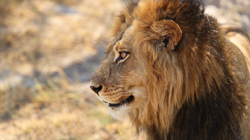 Décadas depois, a história ainda é lembrada como símbolo da falta de controle sobre fauna silvestre (Fotos: Freepik)