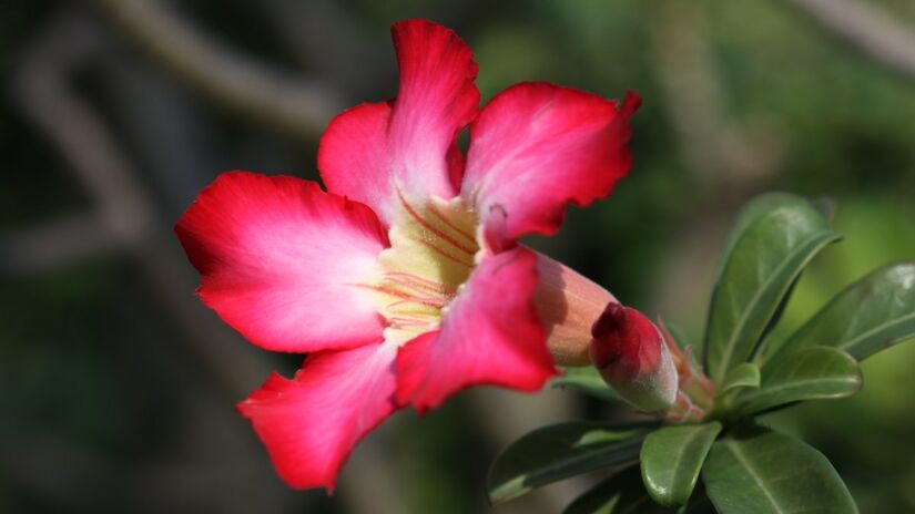 Rosa do deserto: regar apenas quando perceber o solo seco. Foto: Wikimedia Commons
