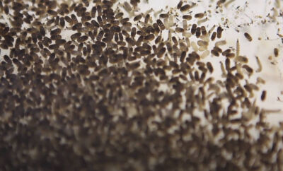 Alguns truques caseiros podem afastar as moscas -reprodução/YouTube