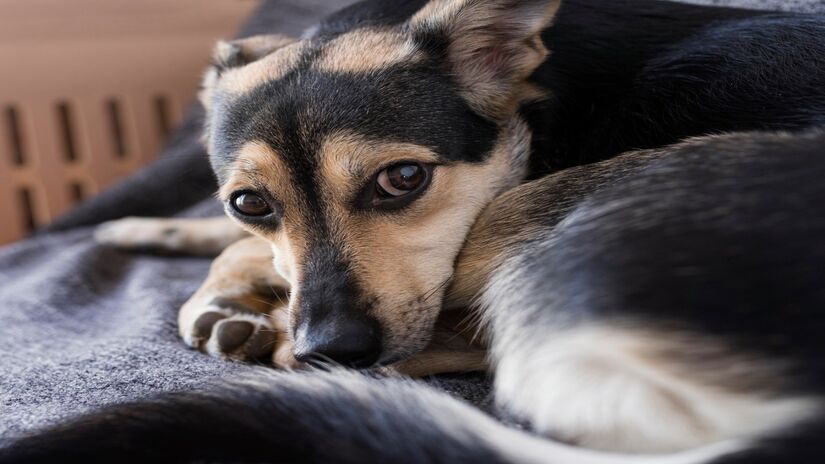 Monitorar o comportamento do cão é o primeiro passo para diferenciar um hábito inofensivo de um sinal de alerta (Fotos: Freepik)