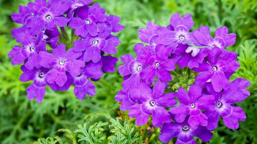 Verbena: regar apenas três vezes na semana. Foto: Wikimedia Commons