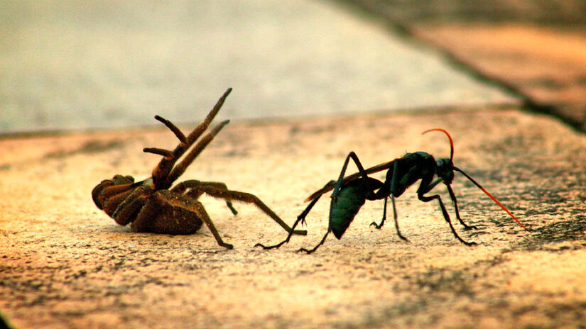 Vespa-caçadora (família Pompilidae) também é conhecida como cavalo do cão. Fotos: Graham Wise/Wikimedia Commons