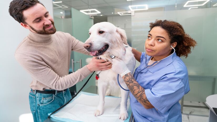 Veterinários reforçam que a umidade constante na pele causada pelas lambidas abre espaço para infecções e inflamações, intensificando ainda mais a coceira e a dor