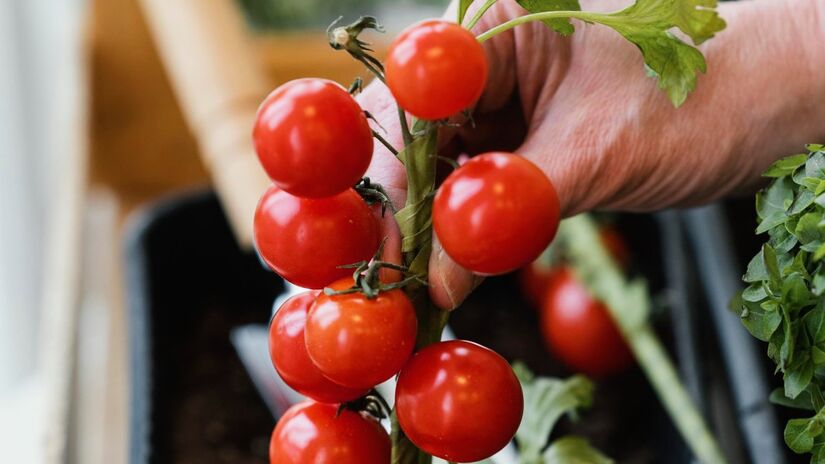 Ter uma horta produtiva em casa é mais fácil do que parece, e o tomate-cereja é o aliado perfeito para começar.