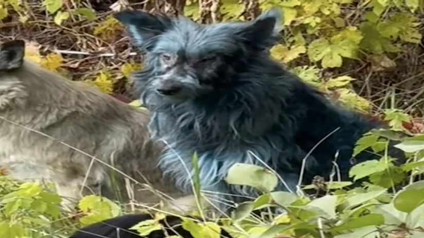  Os animais aparentam estar saudáveis - Reprodução/YouTube