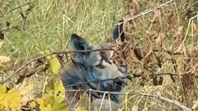 Especialistas indicam que o pelo dos cães está azul não por conta da radiação, mas por conta de resíduos de banheiro químico - reprodução/YouTube