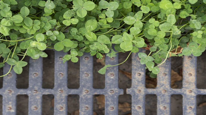 Dinheiro-em-penca: planta pendente que lembra moedas, associada à sorte financeira e abundância. Prefere luz indireta e rega moderada. - Freepik 