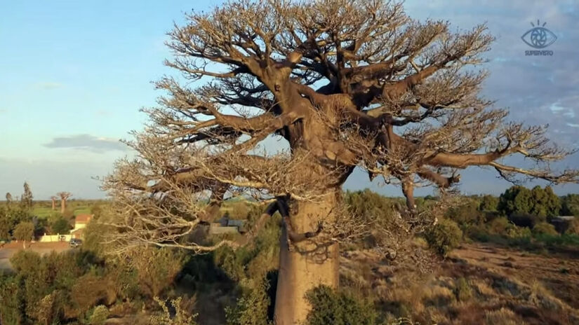 Essa árvore é nativa do território de Madagascar - reprodução bar YouTube