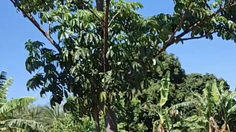 Estima-se que a árvore tem cerca de 6.000 anos - reprodução/ YouTube