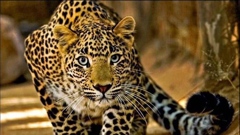 O clima seco, a pouca água e a oferta limitada de presas explicam essa diferença (Foto: Divulgação/ICMBio)