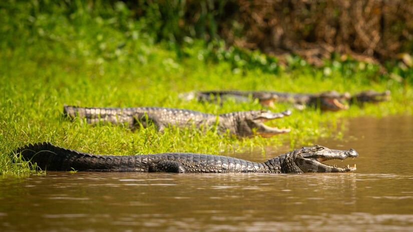 O monitoramento dos jacarés da Lagoa da Pampulha começou a ser feito apenas em 2017. Foto: Freepik