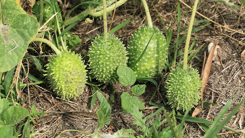Nativo do continente africano, ele se adaptou bem ao Brasil por causa do clima quente e úmido (Foto: Frank Vincentz/Wikimedia Commons)